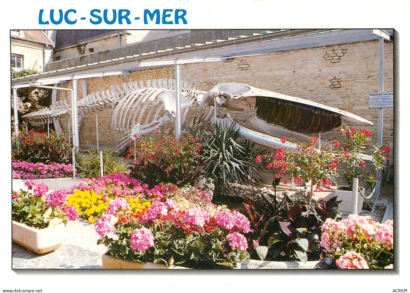 LUC SUR MER J Ardin Municipal Squelette De La Baleine Echouee 9(scan Recto-verso) MB2391 - Luc Sur Mer