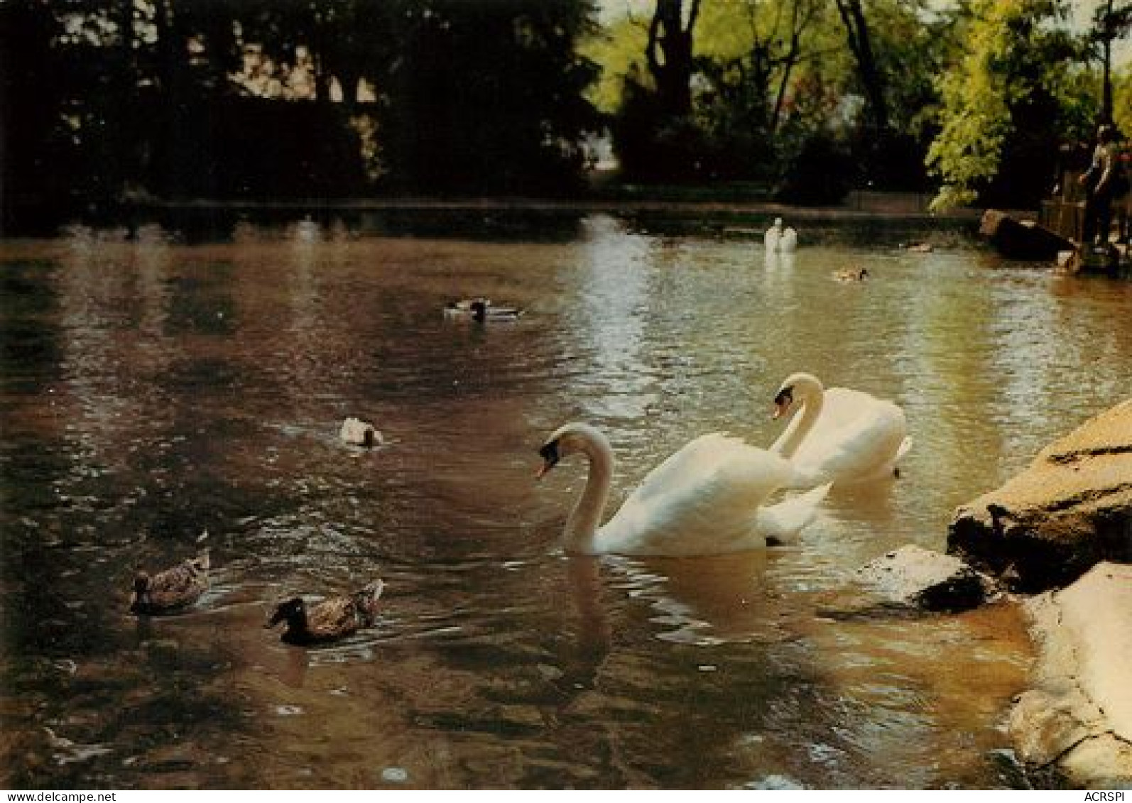 VALENCE SUR RHONE  Les Cygnes Du Parc Jouvet  11   (scan Recto-verso)MA2273Bis - Valence