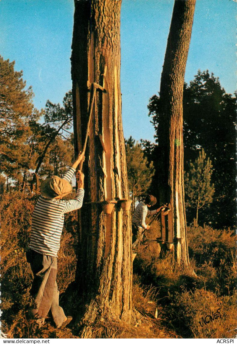 40  Recolte Resine Pin Landes Gemmage Lespilandre Gemmeur Résinier  9   (scan Recto-verso)MA2281Ter - Morcenx