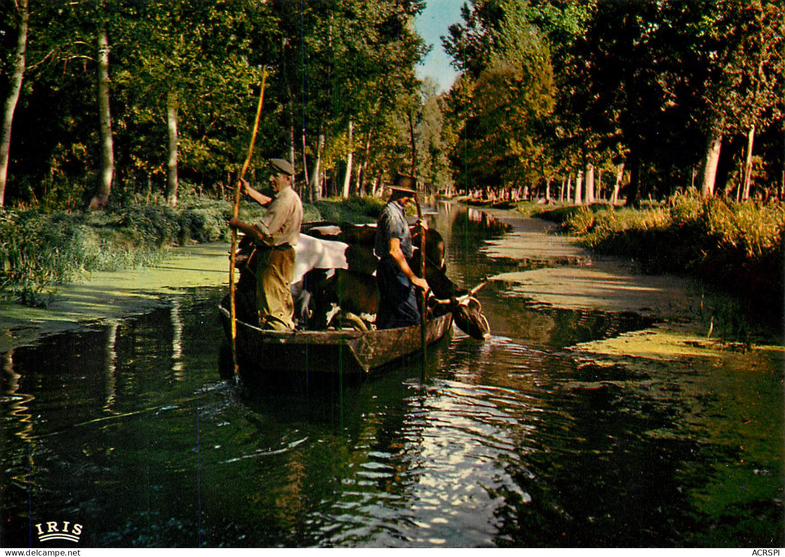 Entre Coulon Et Garette Transport D'animaux  DEUX SEVRES 79 Marais Poitevin   42 (scan Recto-verso)MA2286Ter - Niort