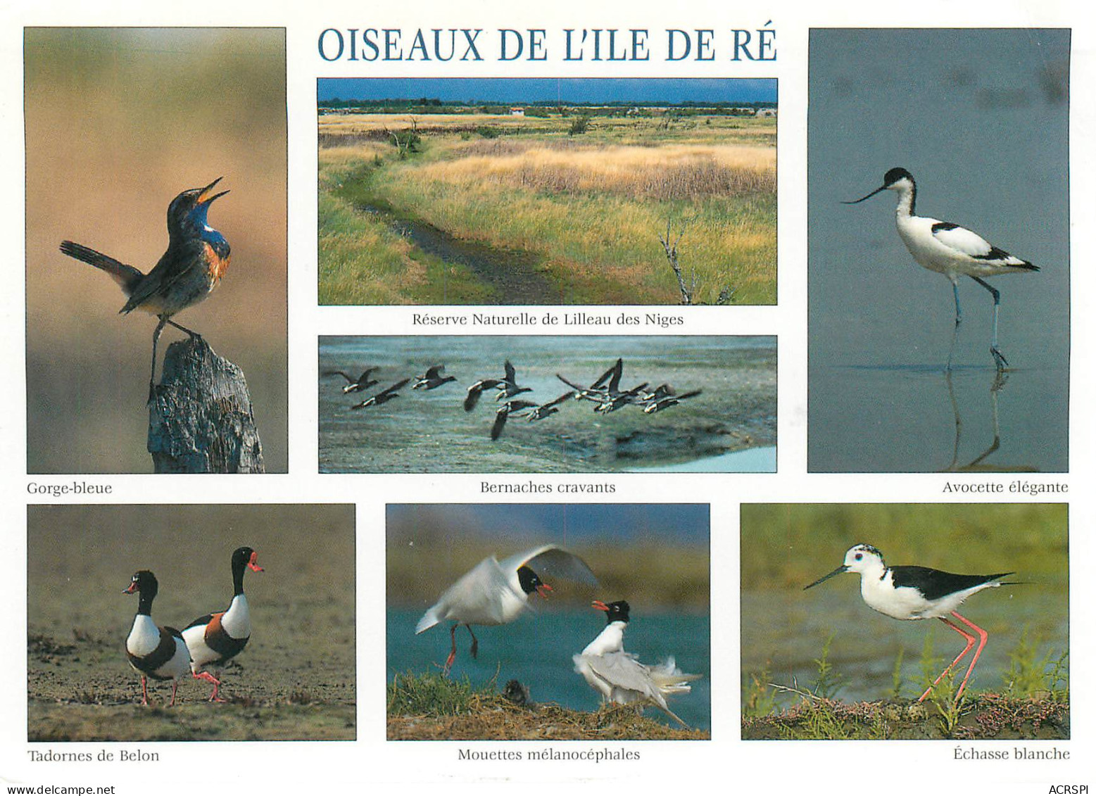 ILE DE Ré  Les Oiseaux  Des Marais  42 (scan Recto-verso)MA2288 - Ile De Ré