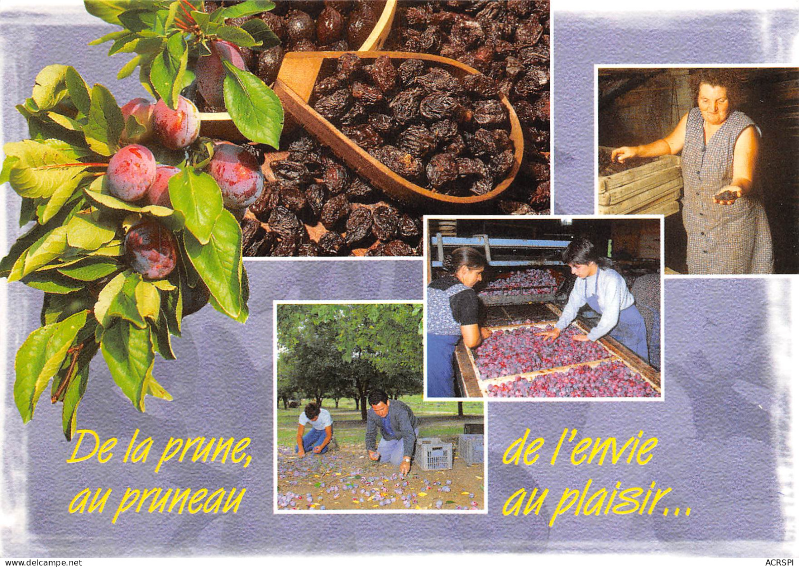 Recette  Pruneau D' AGEN Prune  27 (scan Recto-verso)MA2293 - Recettes (cuisine)