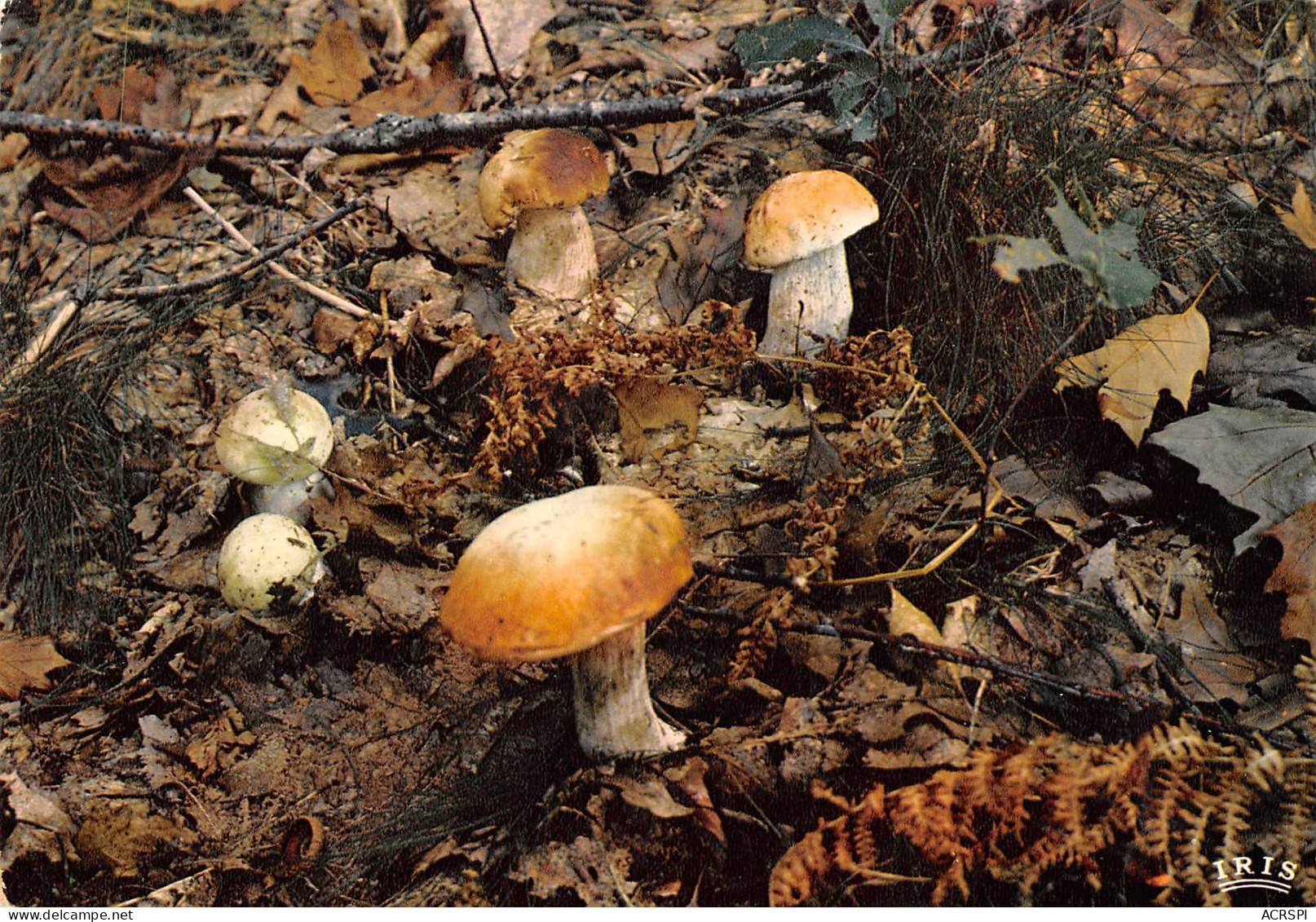 Recette  CEPES DU Limousin   46 (scan Recto-verso)MA2293 - Recetas De Cocina