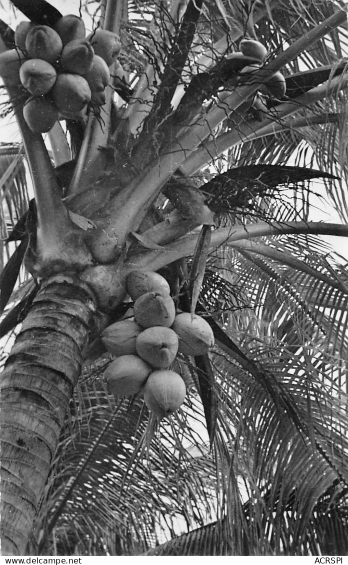 MARTINIQUE Cocotier Et Ses Fruits   42 (scan Recto-verso)MA2295Bis - La Trinite