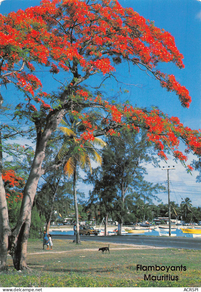 île MAURICE  Flamboyants Mauritius  6   (scan Recto-verso)MA2296 - Mauricio