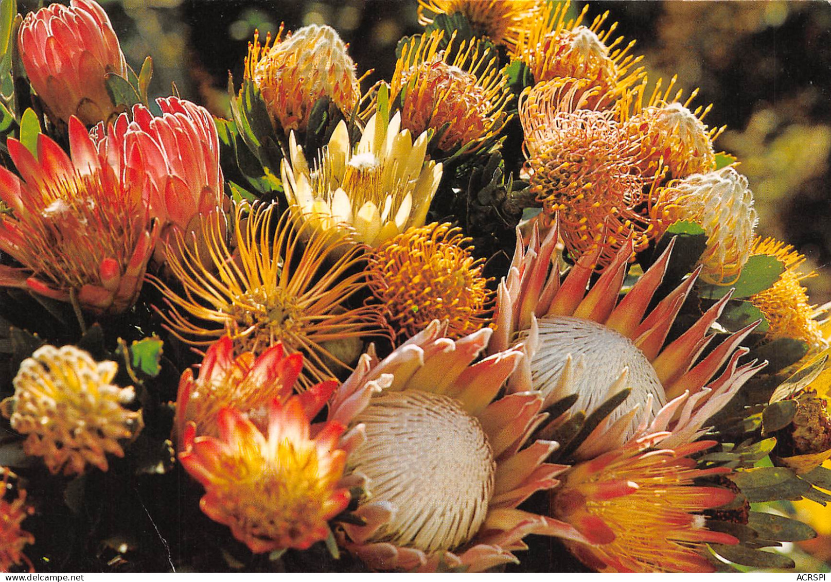 Protea And Leucospermum  Cape Town  Johannesburg  17 (scan Recto-verso)MA2296 - Afrique Du Sud