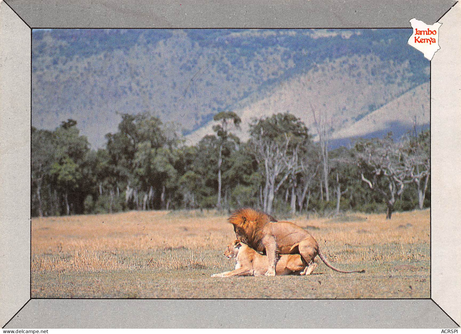 KENYA  Lions  32 (scan Recto-verso)MA2296 - Kenya
