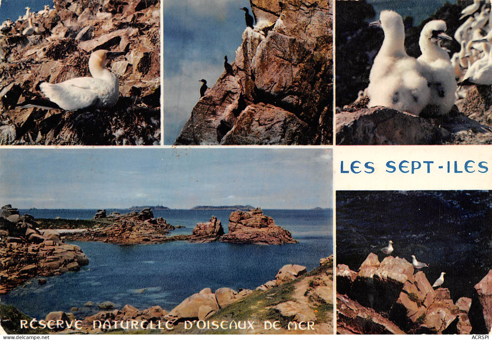 Perros Guirec Ploumanac'h   Les Sept îles  37 (scan Recto-verso)MA2297Ter - Perros-Guirec