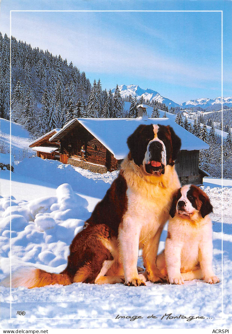 Chiens Saint Bernard Chambery  30 (scan Recto-verso)MA2297Und - Chambery