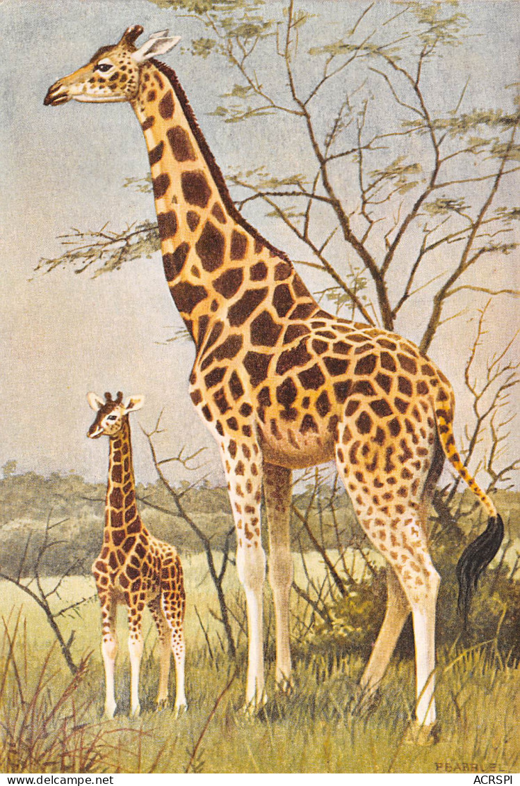 GIRAFE Giraffe Giraffa Camelopardalis  Afrique Tropicale  Dessin Aquarelle P.BARRUEL    47 MA2299Bis - Jirafas