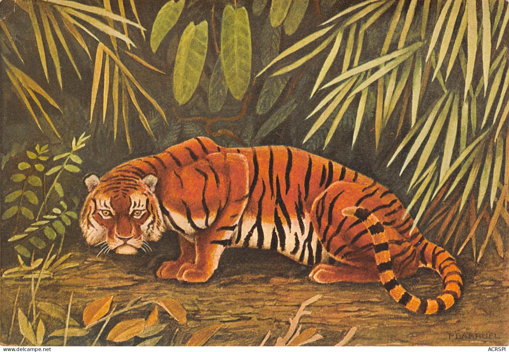TIGRE TIGER Felis Tigris  Dessin Aquarelle P.BARRUEL    50 MA2299Bis - Tigers