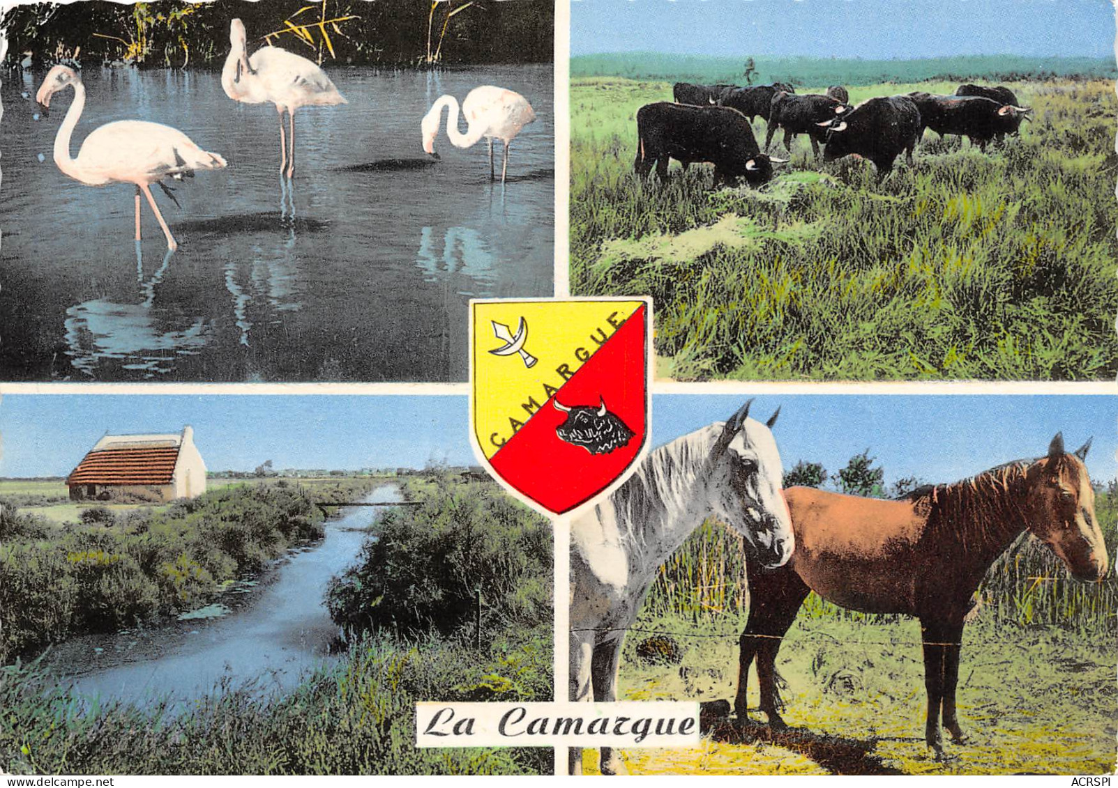 13 Camargue  24 (scan Recto-verso)MA2299Und - Saintes Maries De La Mer