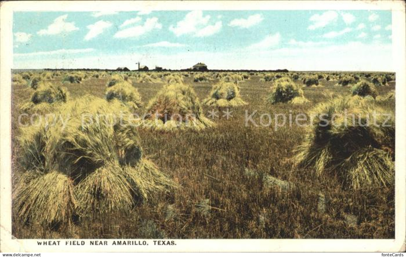 12175623 Amarillo Whet Field - Sonstige & Ohne Zuordnung