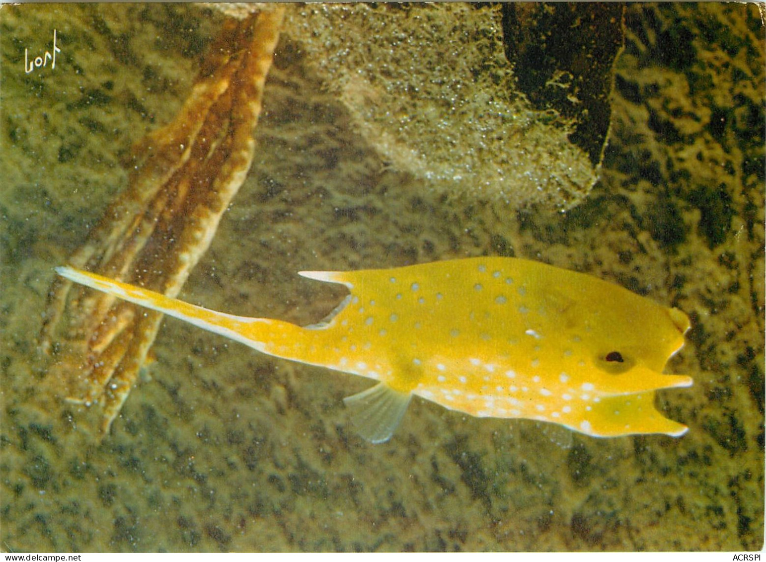 Principaute De MONACO  Musee Oceanograhique  POISSON COFFRE COW FISH 27(scan Recto-verso) MC2462 - Andere & Zonder Classificatie