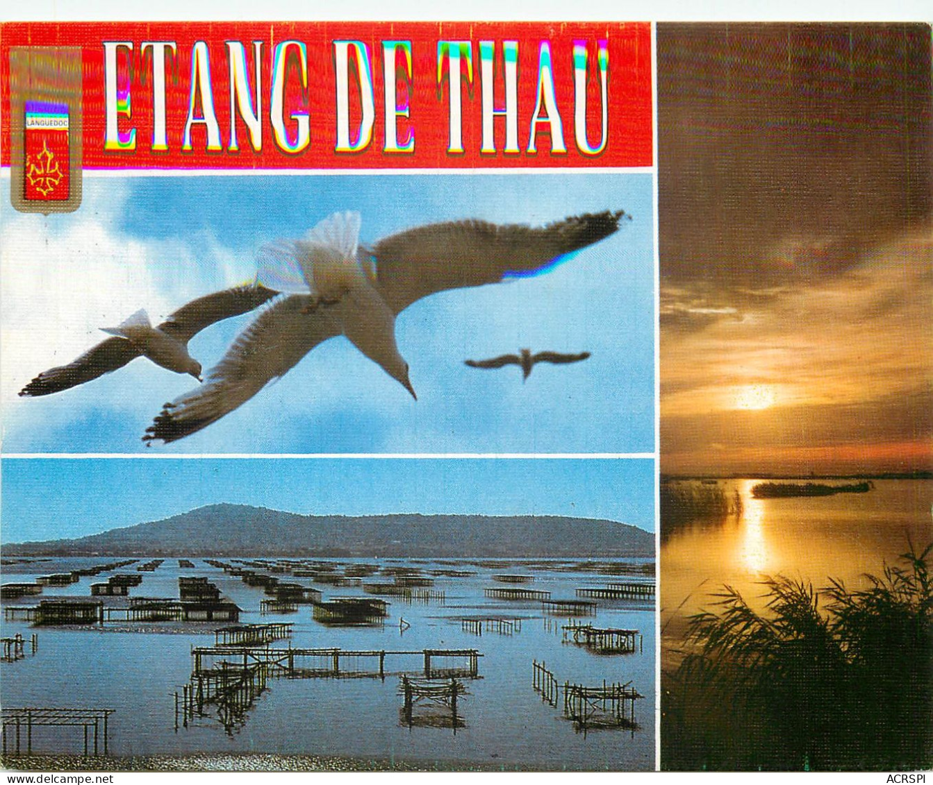 ETANG DE THAU 3(scan Recto-verso) MC2499 - Autres & Non Classés