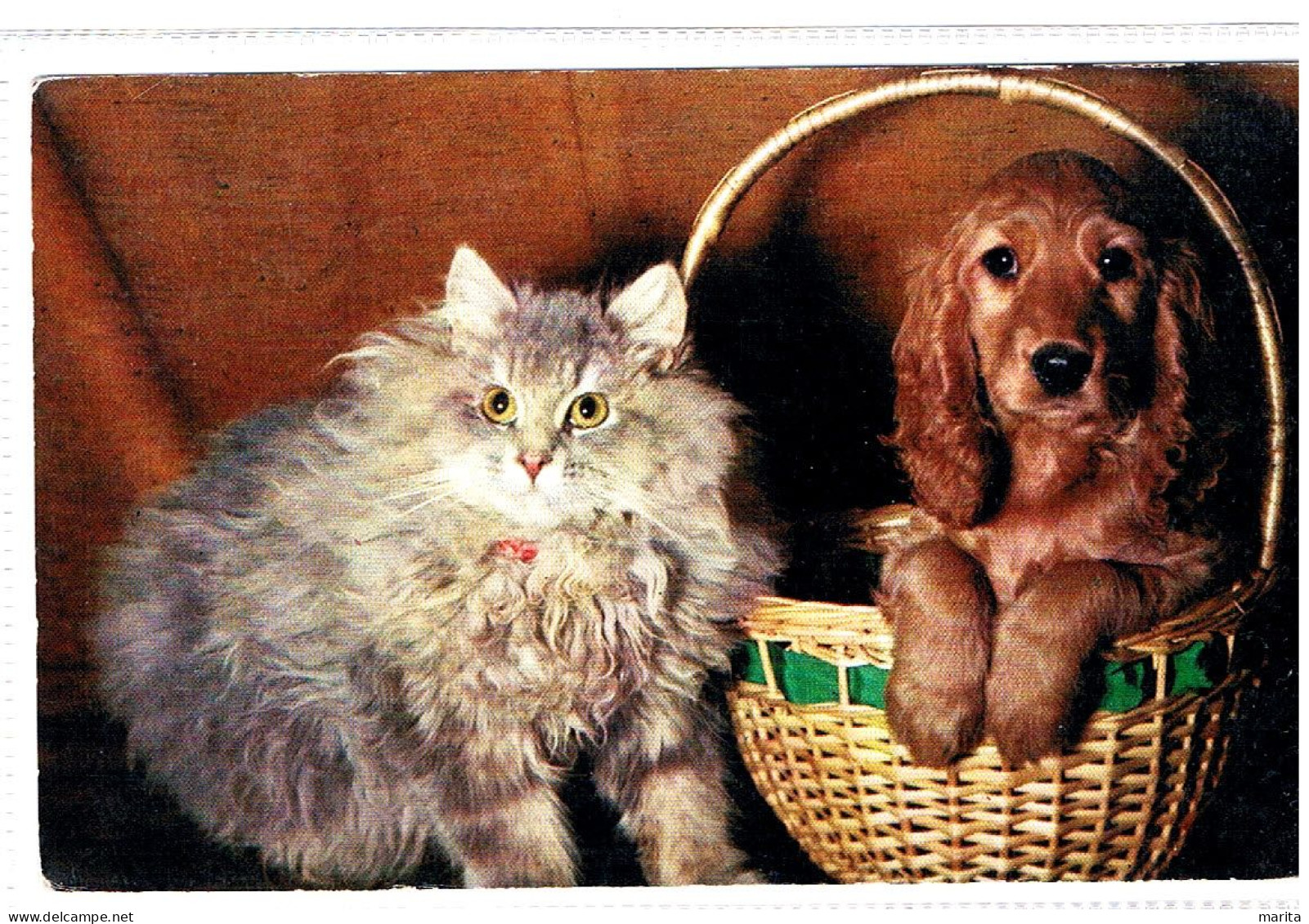 Chat Et Chien - Cat And Dog -katze Hunde-  Poes En Hond In Mand - Chats