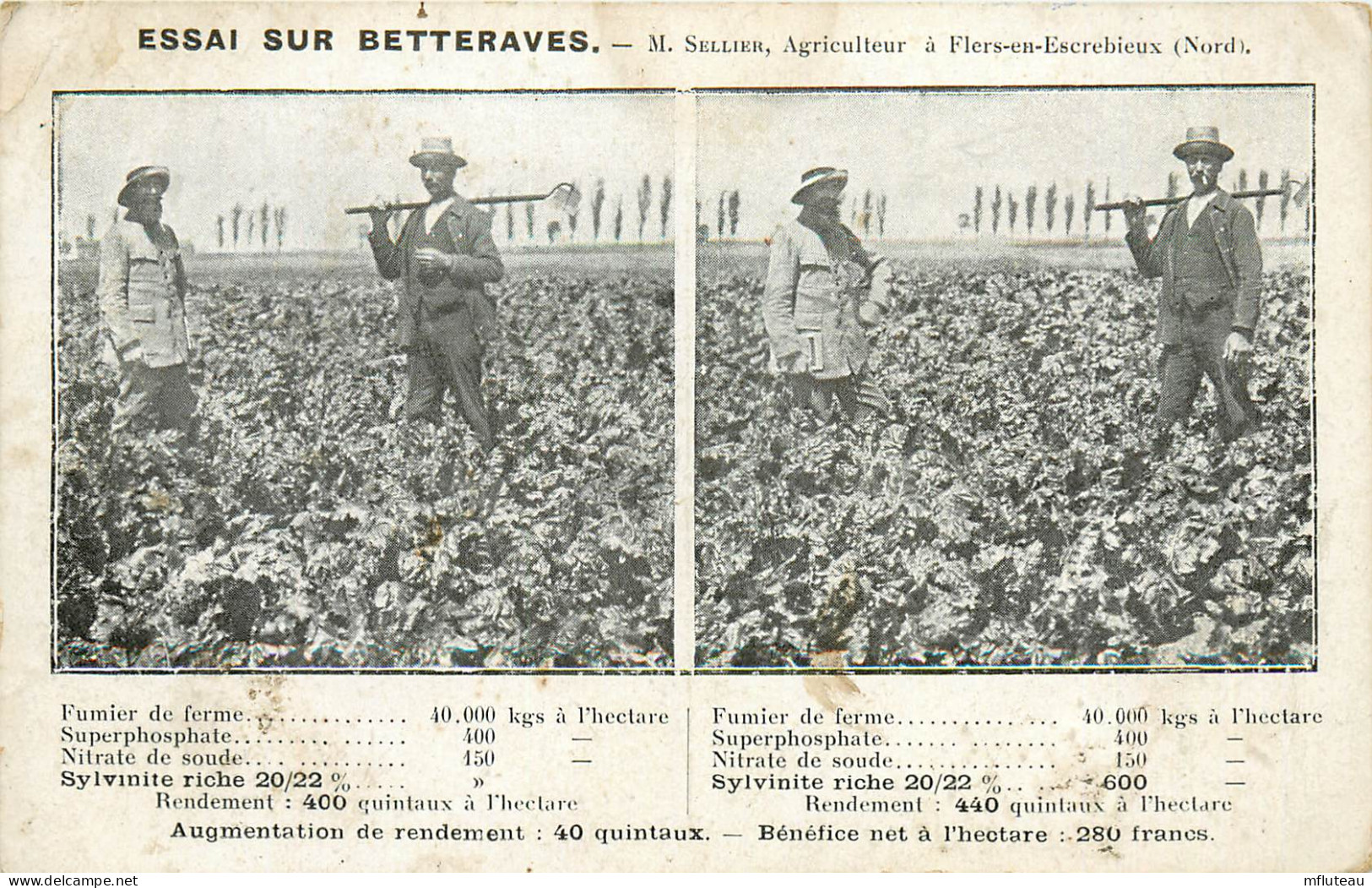 59* FLERS  EN ESCREBIEUX     Essa Sur Betteraves   RL25,1080 - Cultures