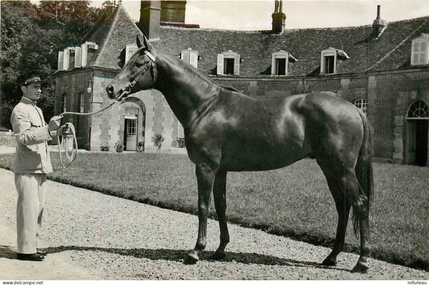 61* HARAS DU PIN  « shikampur » Etalon Pur Sang Anglais   RL25,1563 - Viehzucht