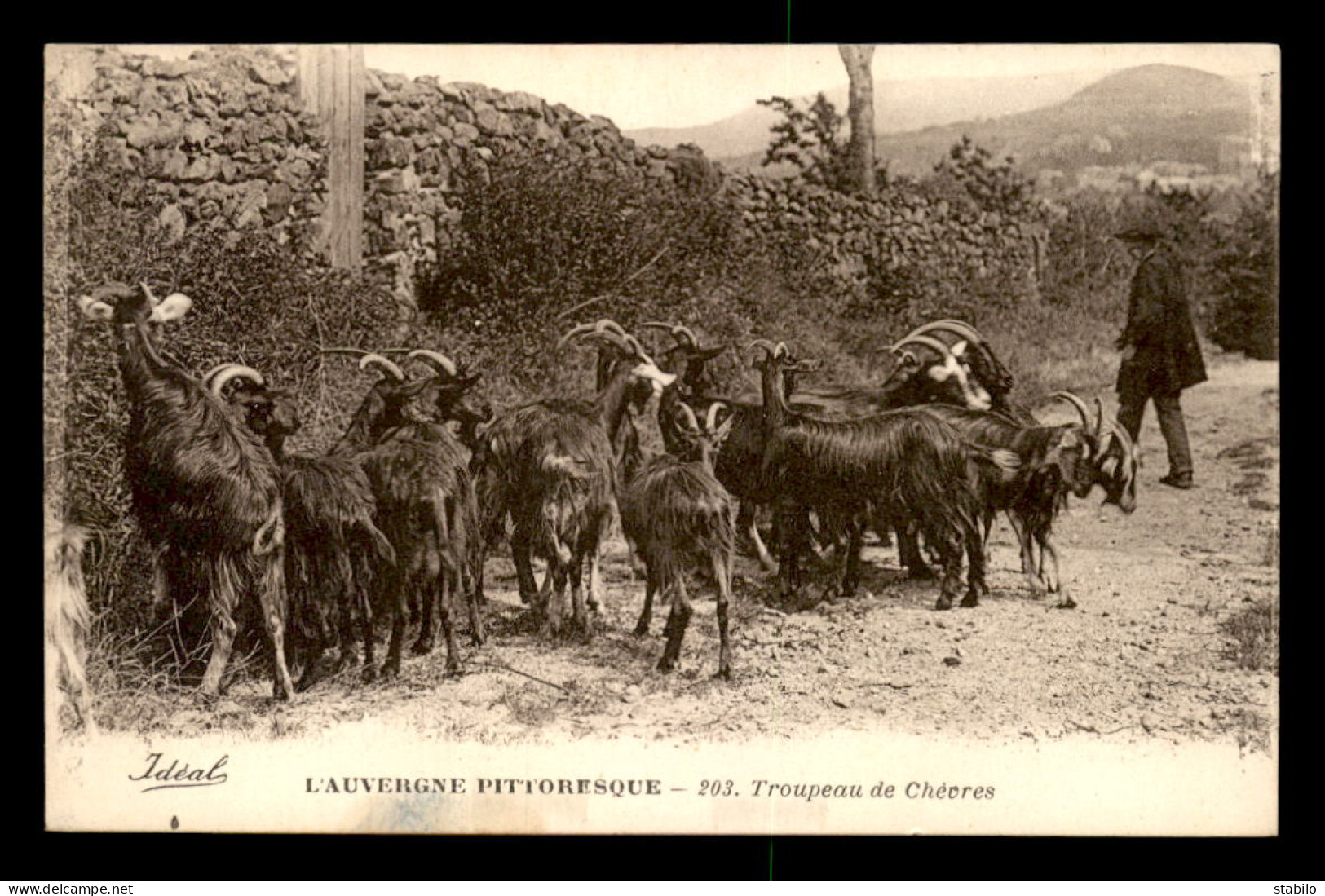 63 - L'AUVERGNE PITTORESQUE - TROUPEAU DE CHEVRES - Sonstige & Ohne Zuordnung