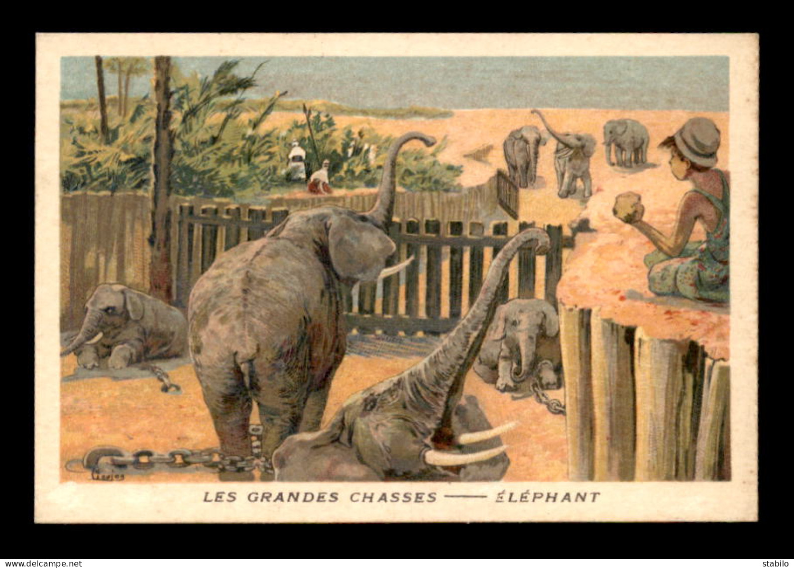CHROMOS - LES GRANDES CHASSES - ELEPHANT - FORMAT  7 X 10.5 CM - Other & Unclassified