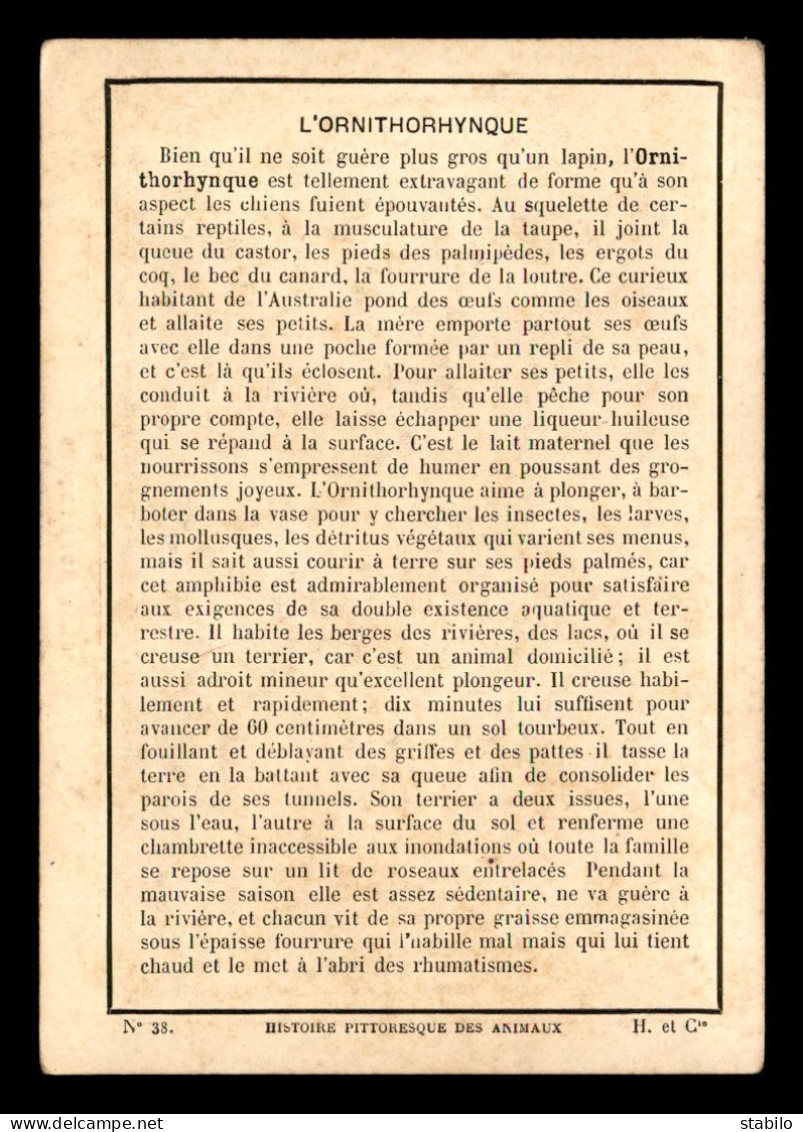 CHROMOS - HISTOIRE PITTORESQUE DES ANIMAUX - ORNITHORHYNQUES - FORMAT 9.2 X 13 CM - Otros & Sin Clasificación