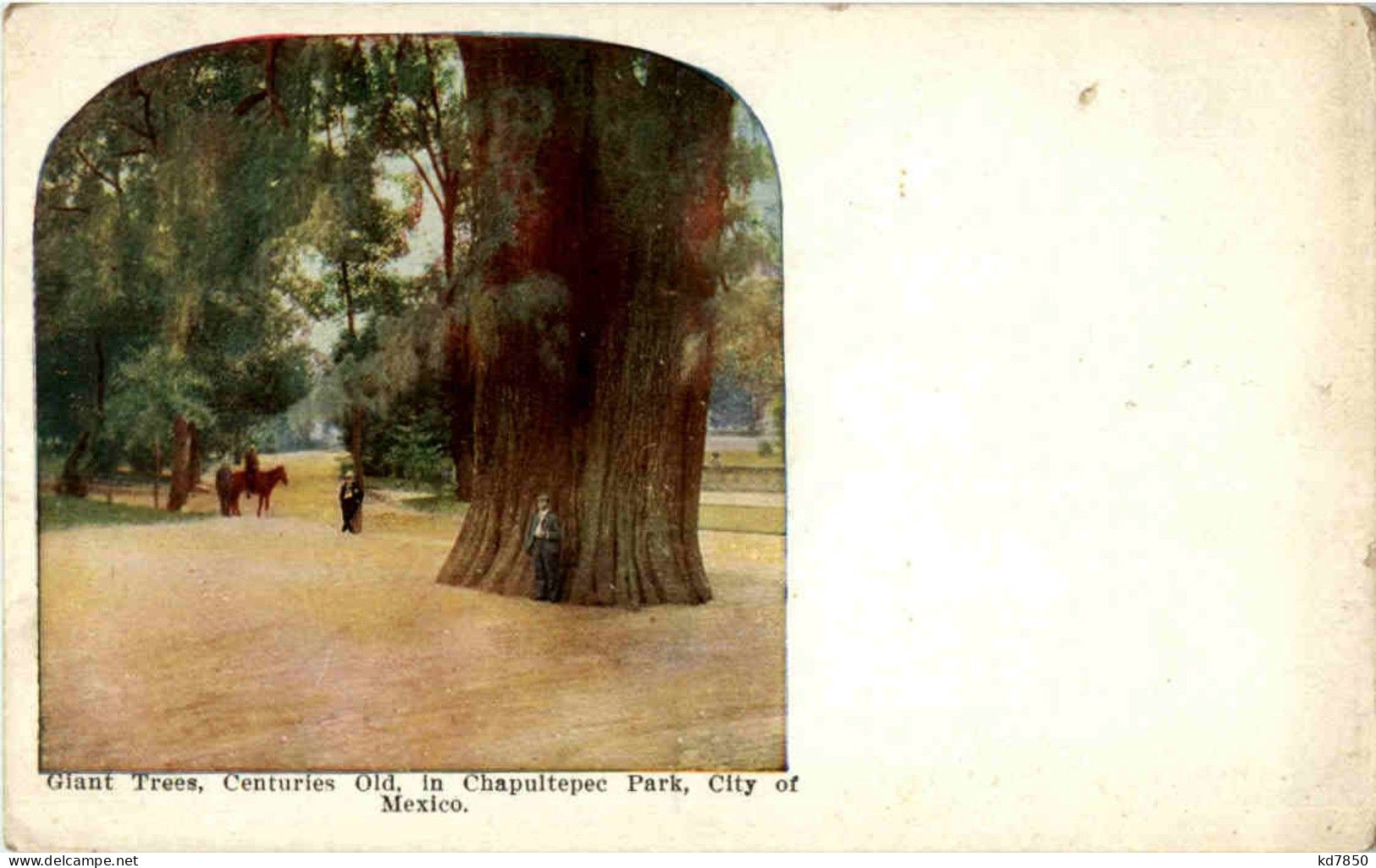 Mexico - Giant Tree - Mexico