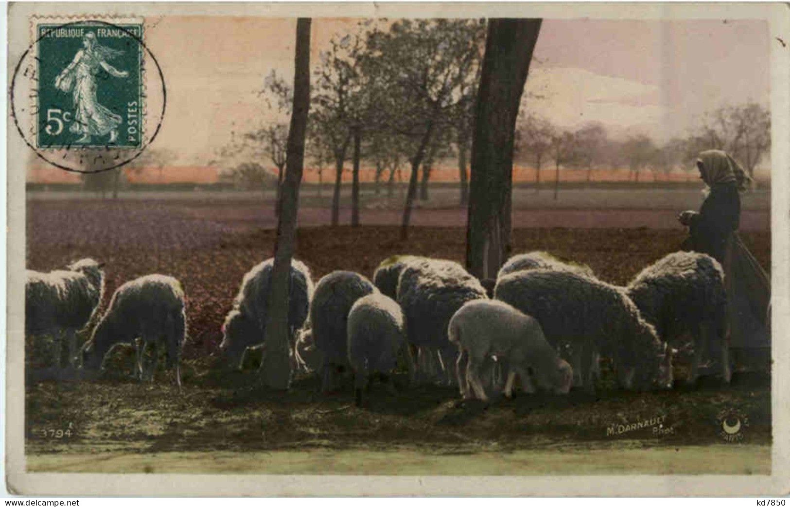 Schafe Sheep - Autres & Non Classés