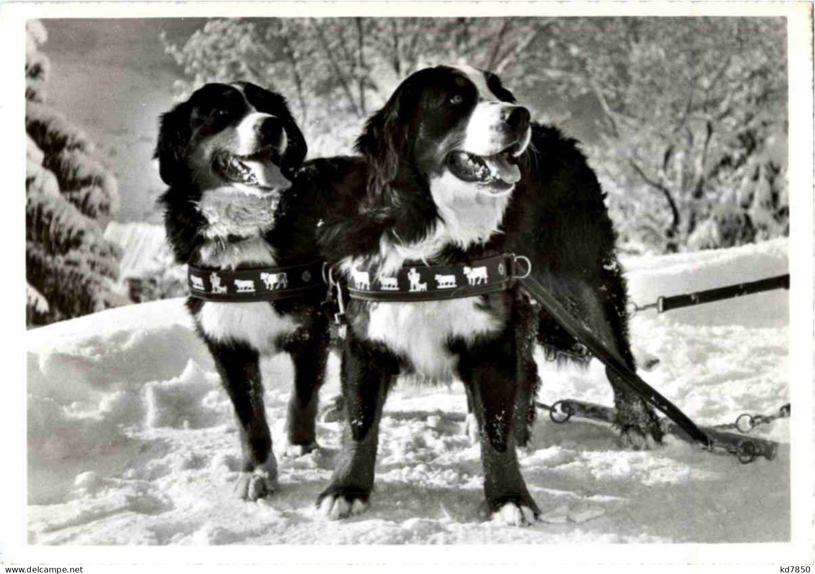 Berner Sennhunde - Haus Bergfrieden - Bern