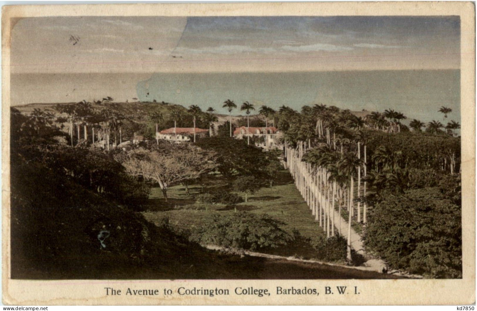 Barbados - The Avenue To Codrington College - Barbados (Barbuda)