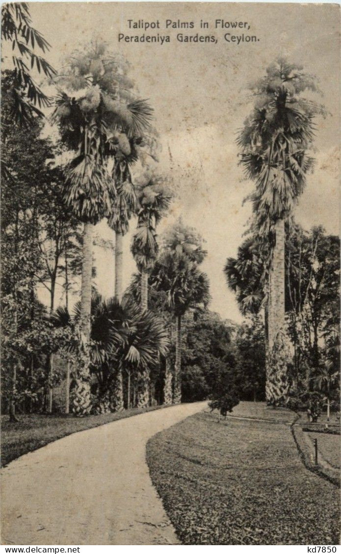 Ceylon - Talipot Palms In Flower - Peradenlya Gardens - Sri Lanka (Ceylon)