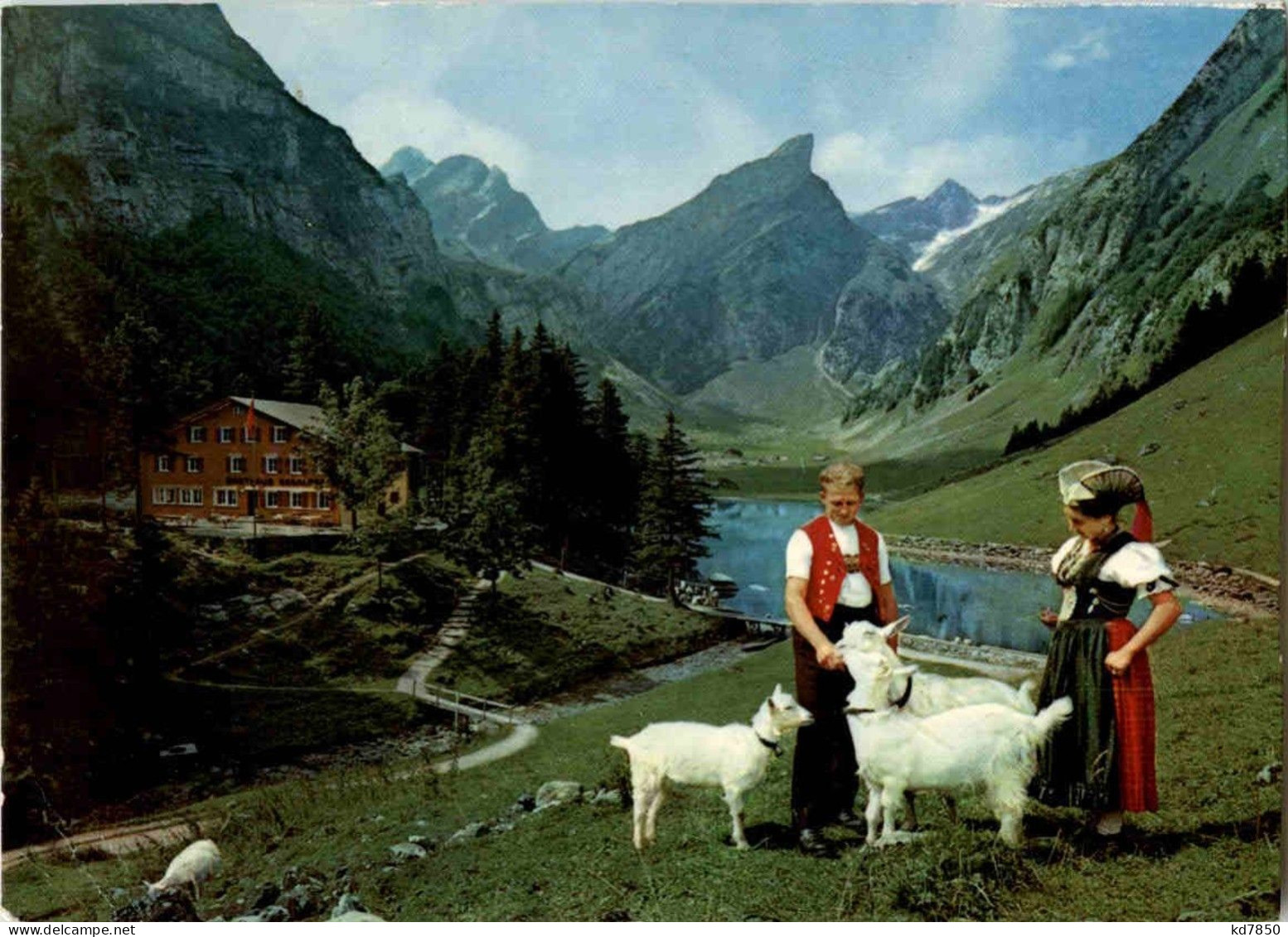 Im Alpstein - Ziegen Goat - Other & Unclassified