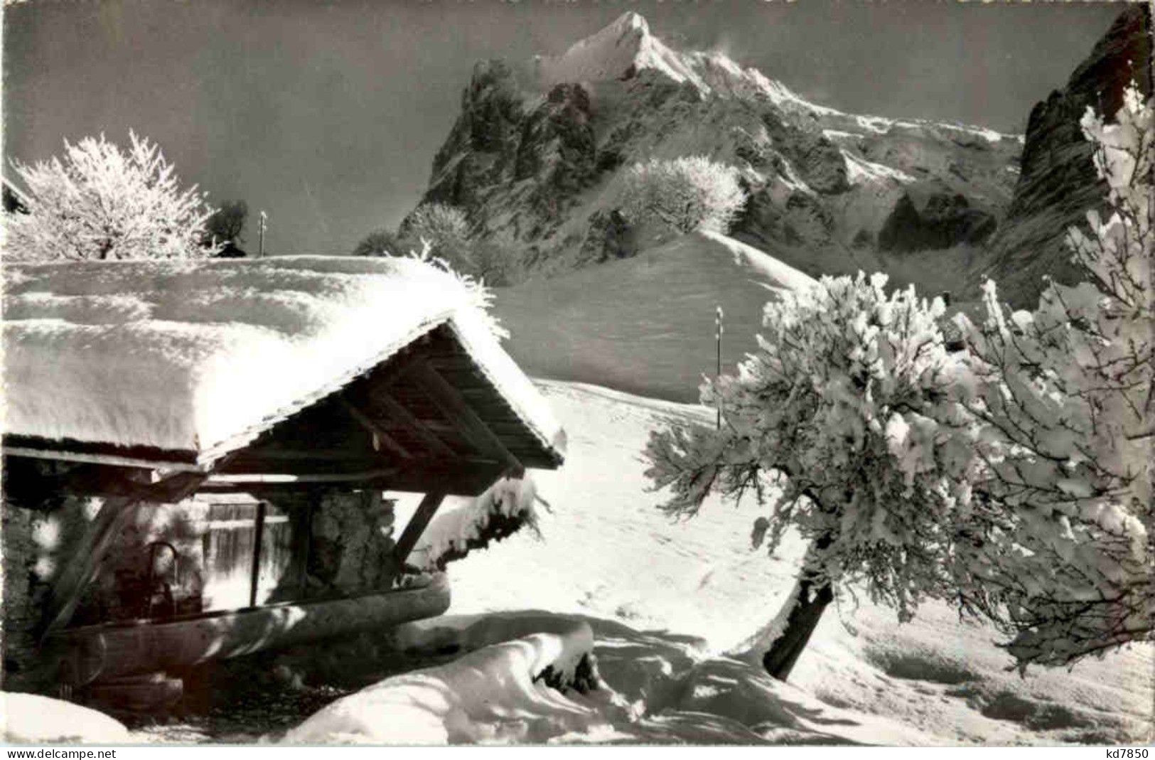 Grindelwald - Bei Der Station First Kuh Cow - Grindelwald