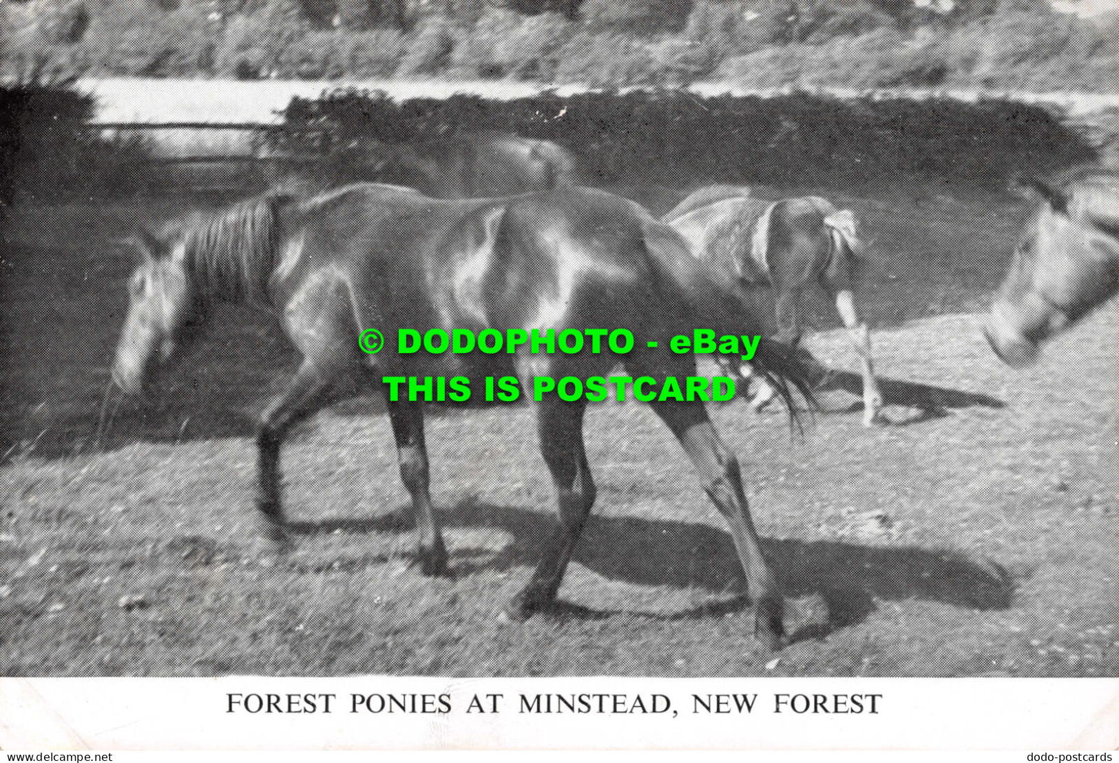 R553260 Forest Ponies At Minstead. New Forest - Welt