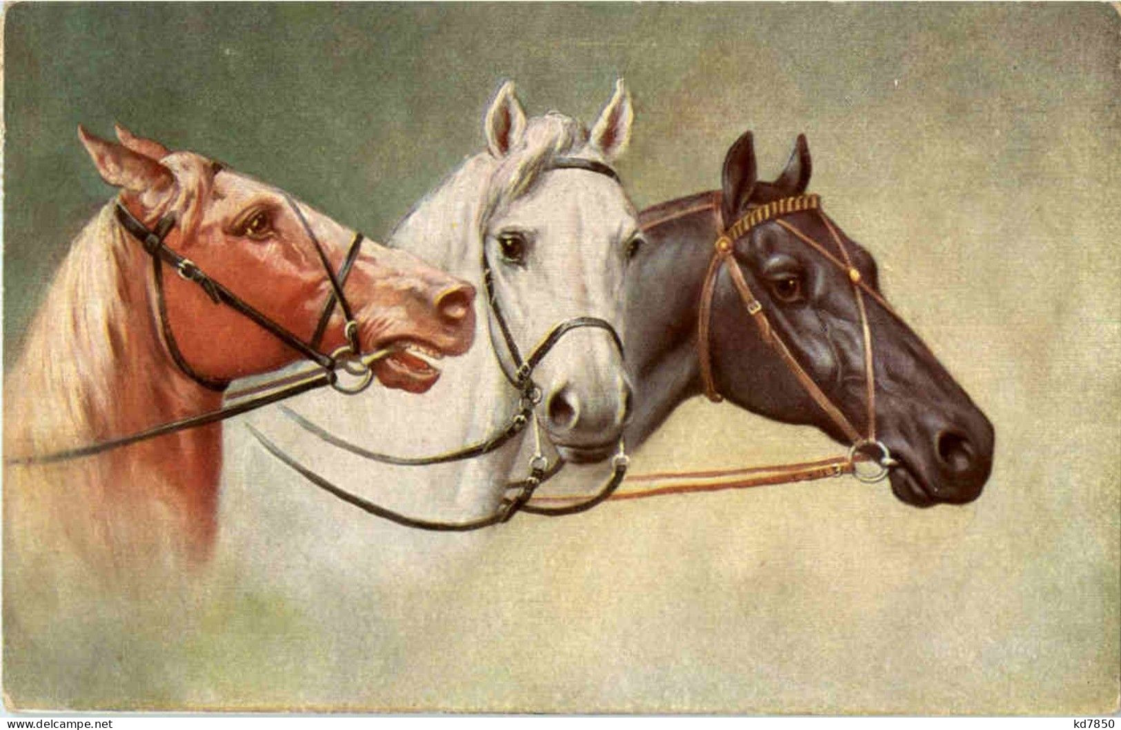 Pferd - Horse - Chevaux