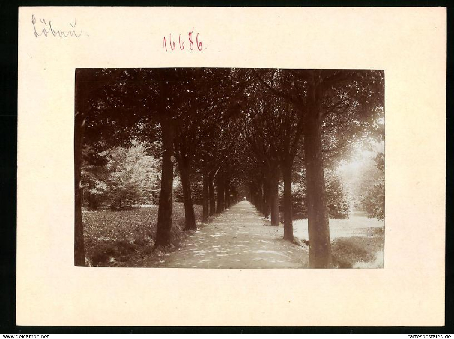 Fotografie Brück & Sohn Meissen, Ansicht Löbau, Allee Am Löbauer Berg  - Lieux