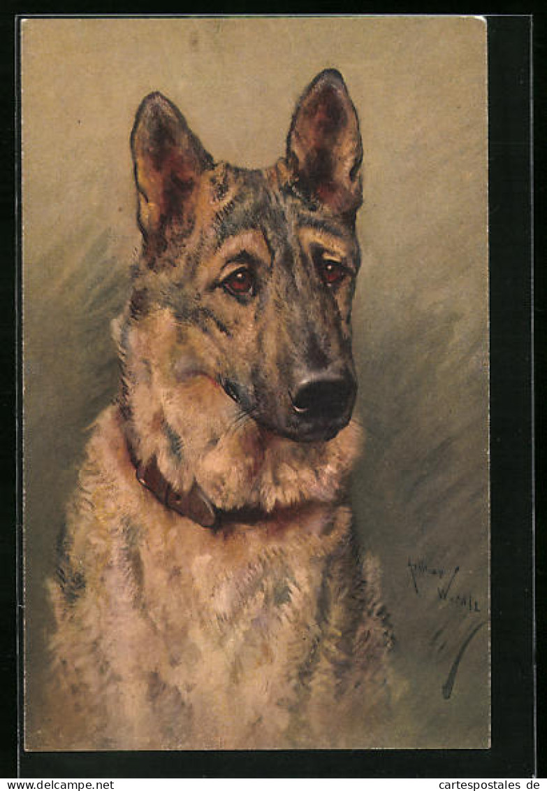 Künstler-AK Portrait Eines Schäferhundes Mit Halsband  - Dogs