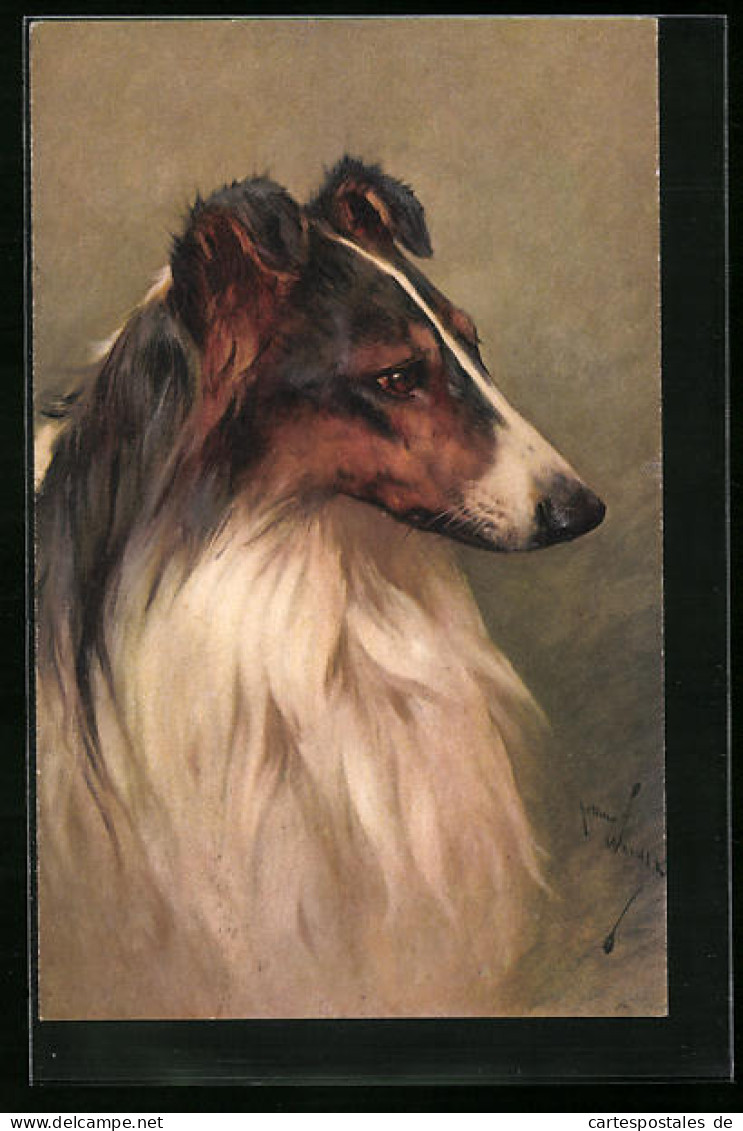 Künstler-AK Portrait Eines Collies  - Dogs