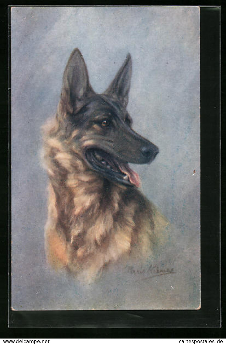 Künstler-AK Portrait Eines Schäferhundes  - Chiens