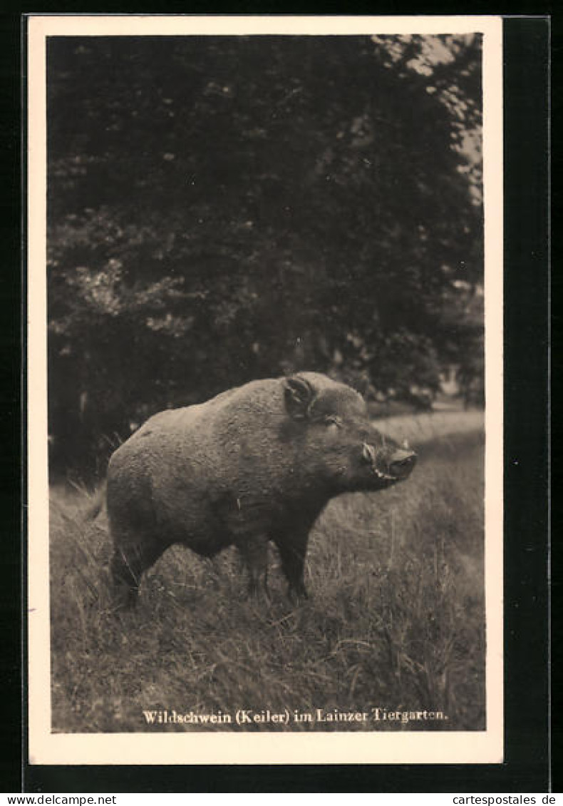 AK Wildschwein (Keiler) Im Lainzer Tiergarten  - Pigs