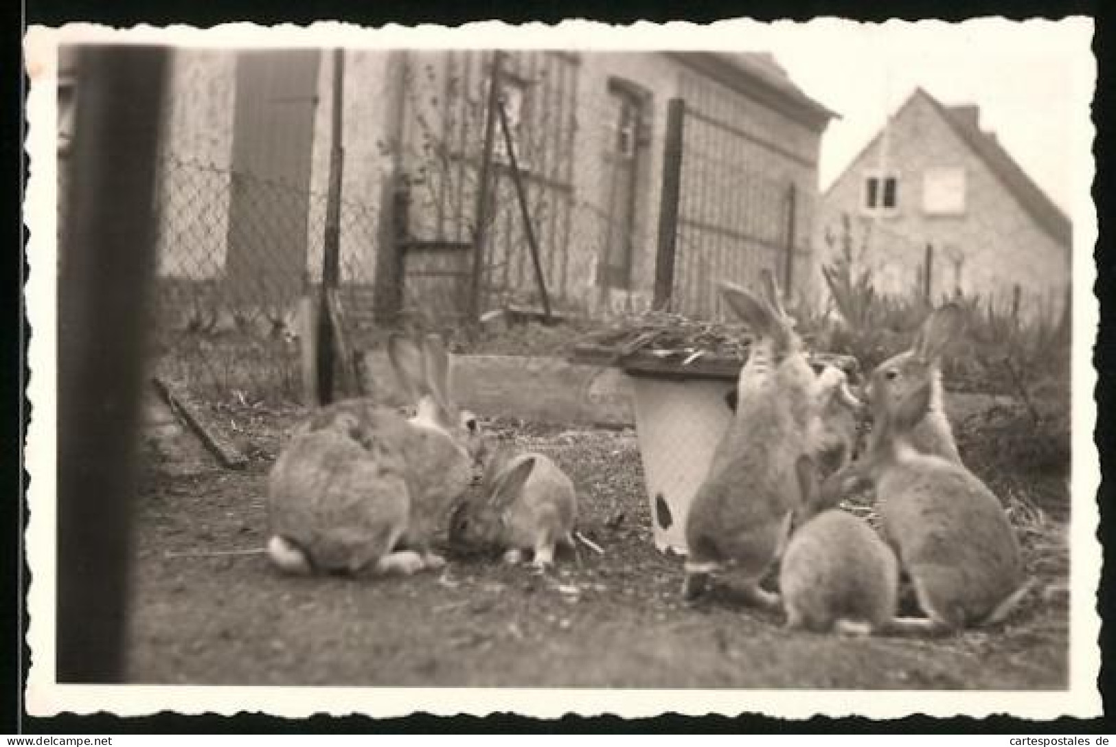 Fotografie Kaninchen Auf Dem Hof Eines Kleinbauern  - Altri & Non Classificati