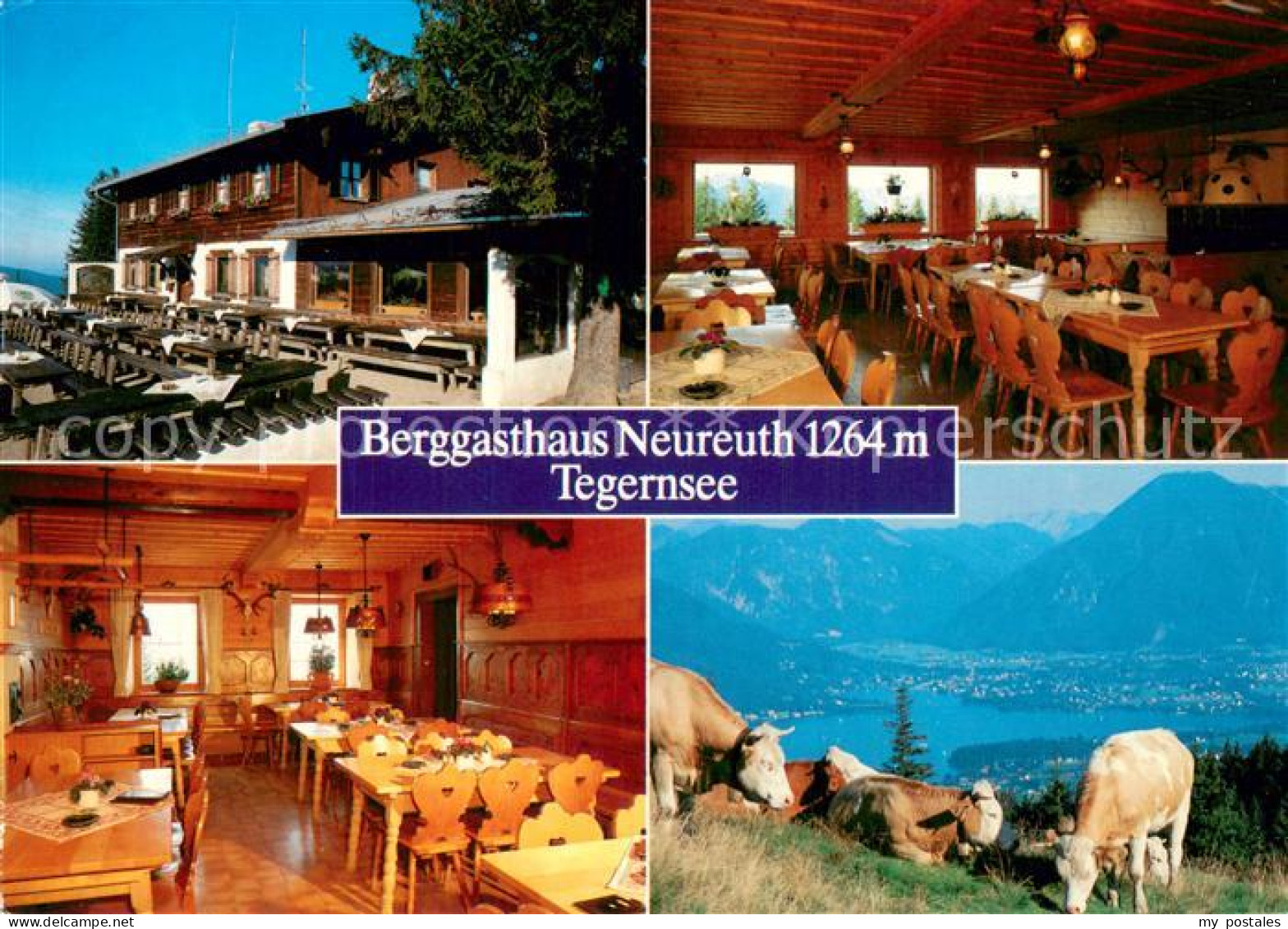73704618 Tegernsee Berggasthaus Neureuth Restaurant Terrasse Almvieh Kuehe Ferns - Tegernsee