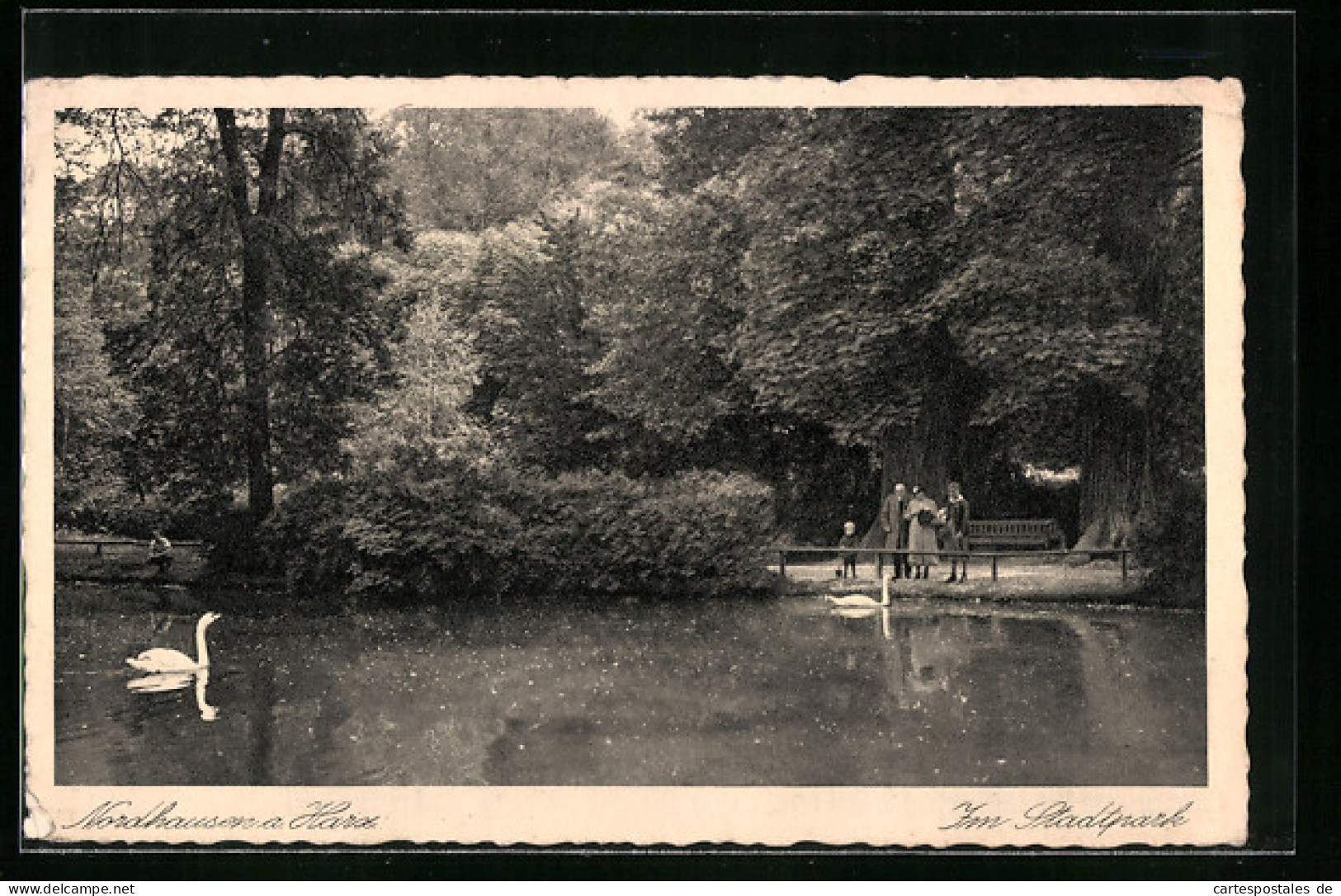 AK Nordhausen A. Harz, Teich Mit Schwan Im Stadtpark  - Nordhausen