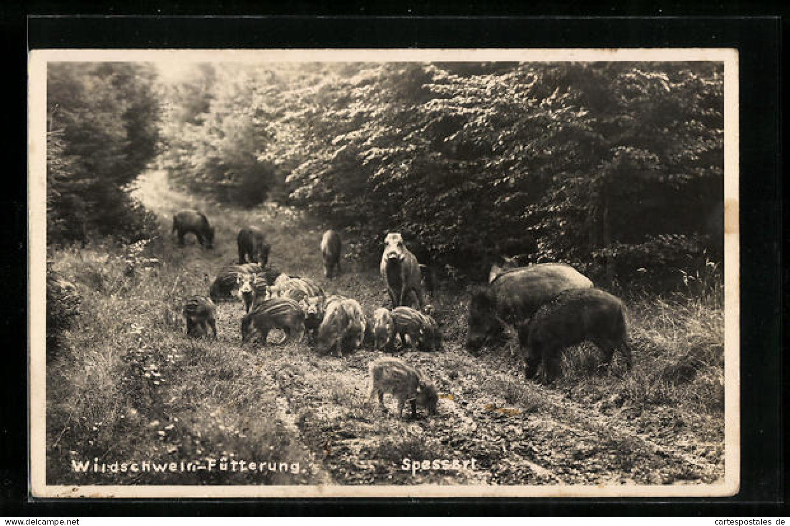 AK Spessart, Wildschwein-Fütterung Im Wald  - Schweine