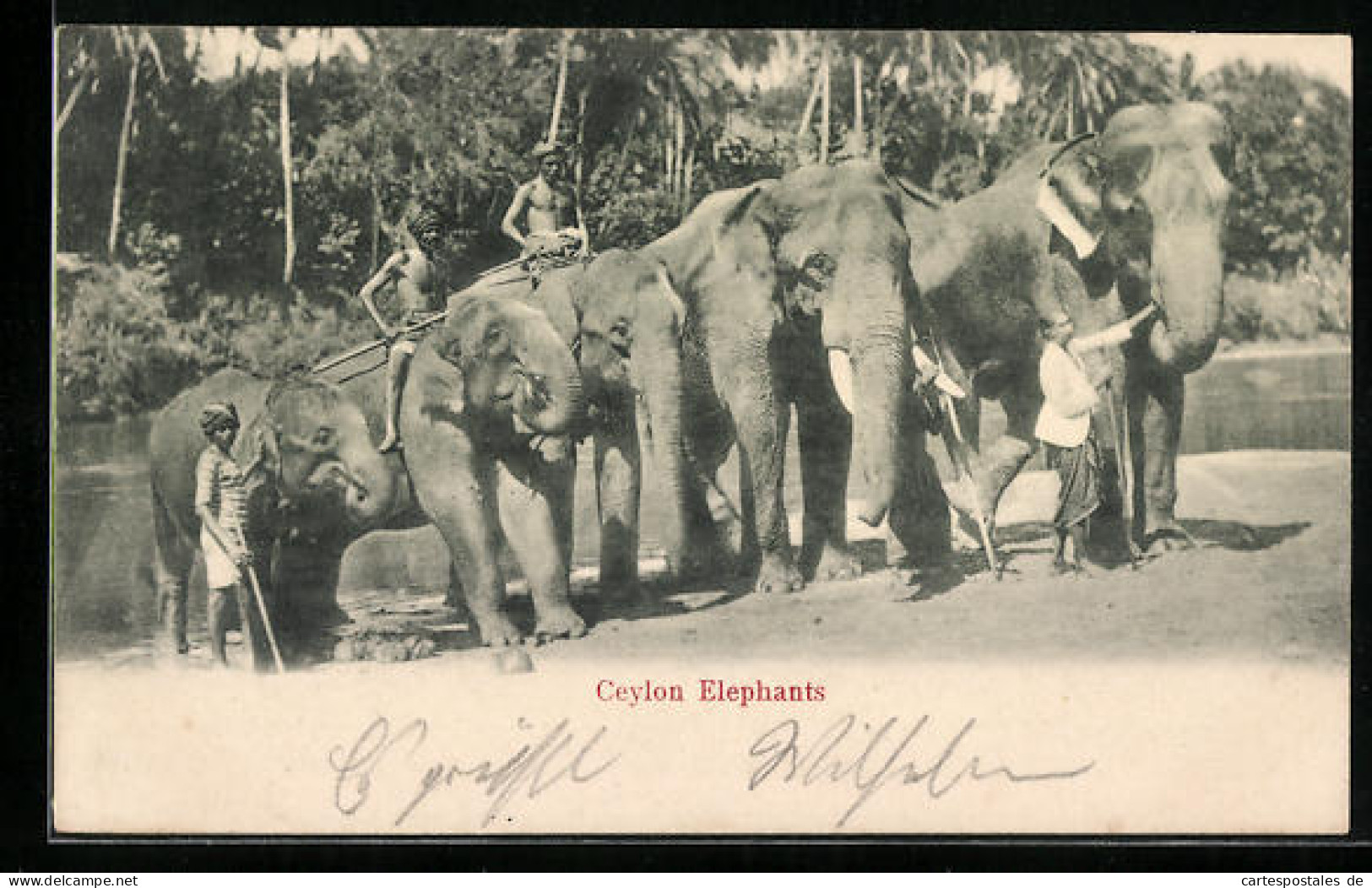 AK Ceylon, Elefanten Mit Führern An Einem Fluss  - Éléphants