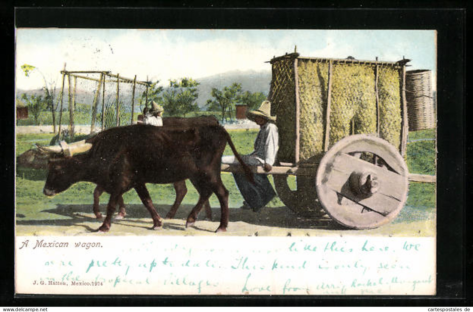 AK Mexico, A Mexican Waggon  - Cows