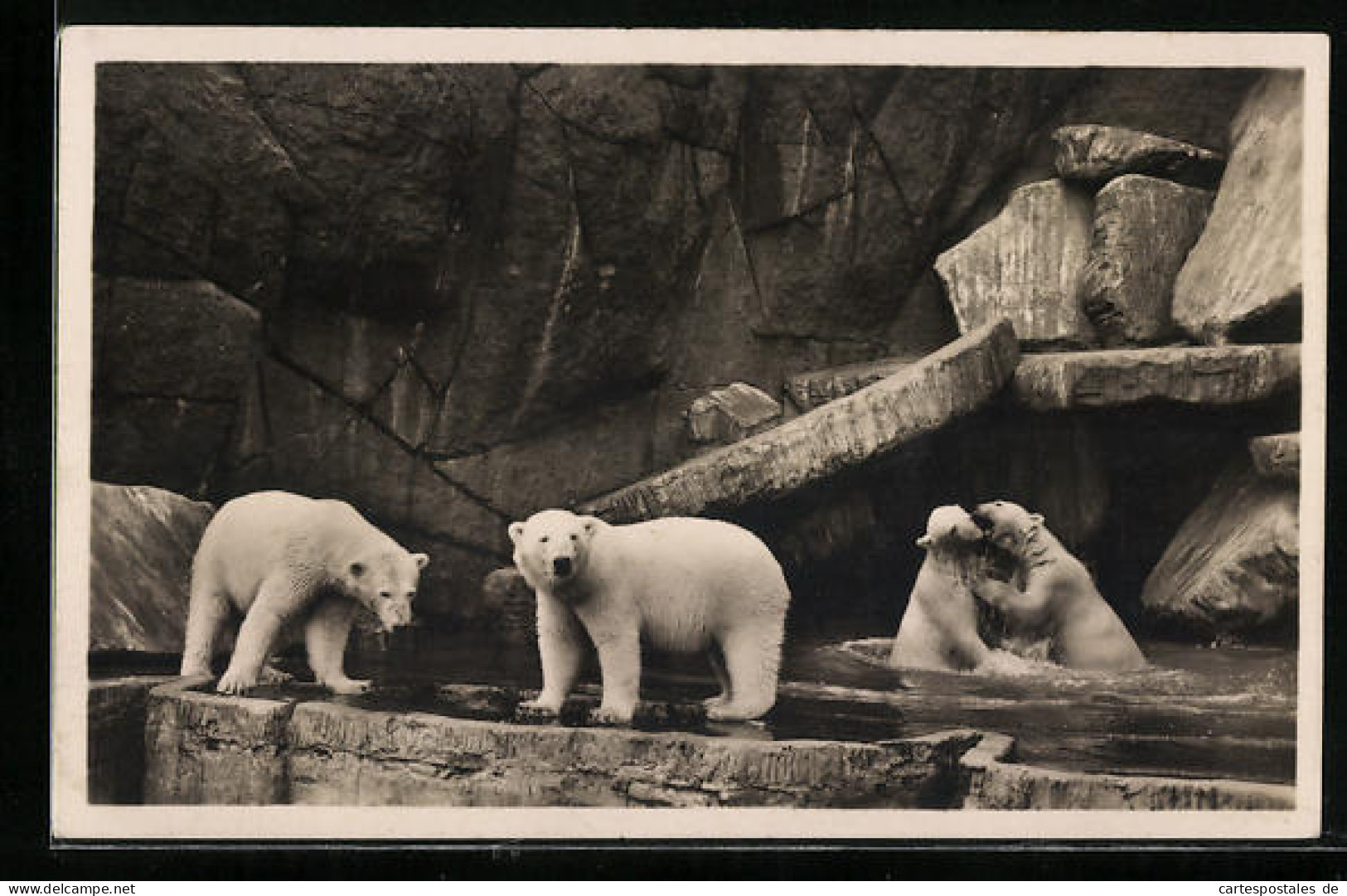 AK Hamburg-Stellingen, Eisbären In Einem Bassin Im Tierpark  - Osos
