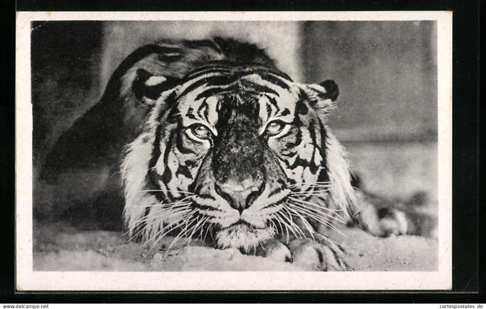 AK Halle, Ein Inseltiger Im Zoo  - Tigres