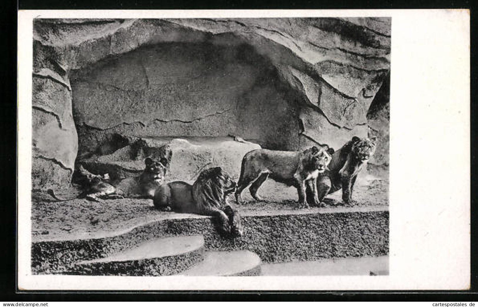 AK Halle, Löwen In Der Freianlage Im Zoo  - Tijgers