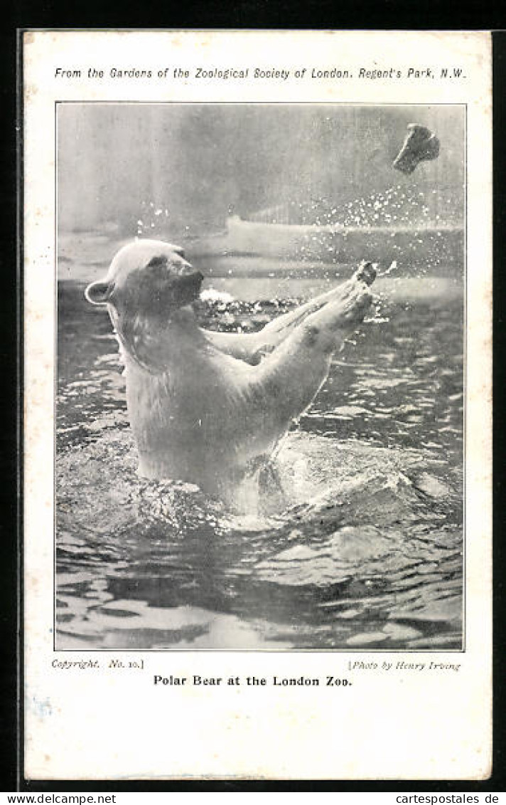 AK London, Polar Bear At London Zoo  - Ours