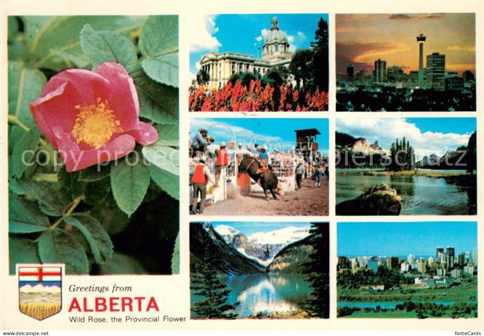 73628577 Alberta  Wild Rose The Provincial Flower Alberta  - Ohne Zuordnung